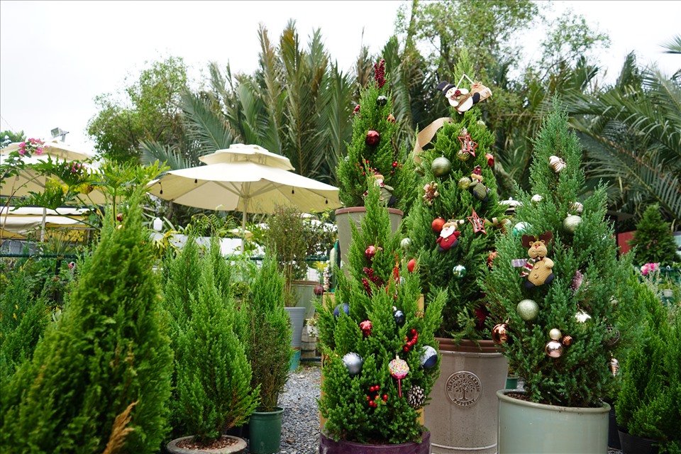 Bản sao cây thông thật chỉ 150.000 đồng đắt khách mùa Giáng sinh 2021-2