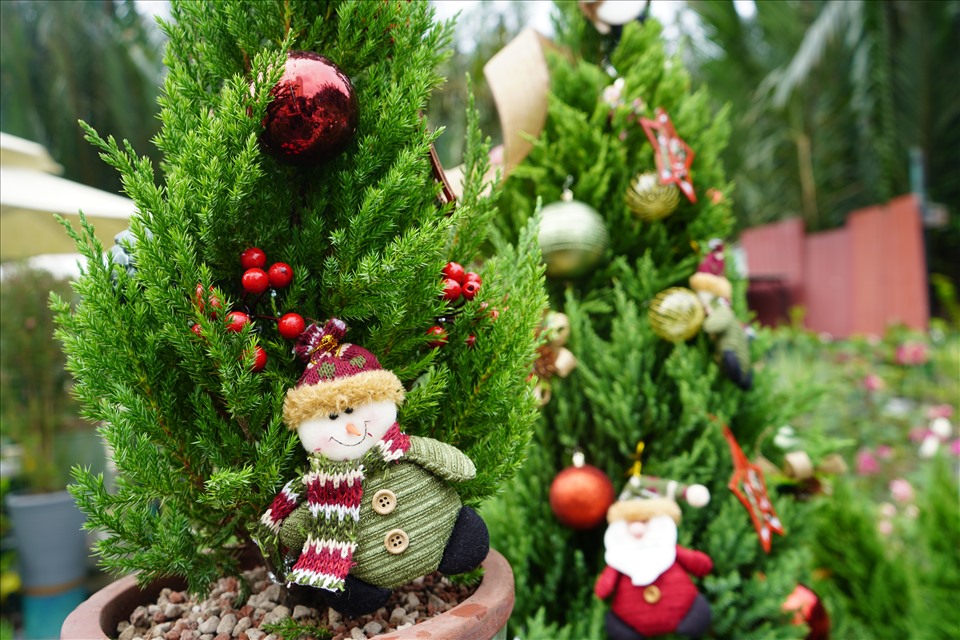 Bản sao cây thông thật chỉ 150.000 đồng đắt khách mùa Giáng sinh 2021-6