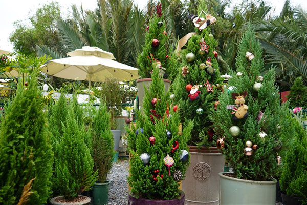 Noel 2021: Cây sơn tùng soán ngôi thay thông đắt đỏ trong mùa Giáng Sinh-11