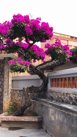 Choáng với cây bông giấy cực hiếm, trồng từ dưới đất bò hẳn lên quanh nóc nhà, hoa nở đặc kín tỏa nhánh uốn lượn-2