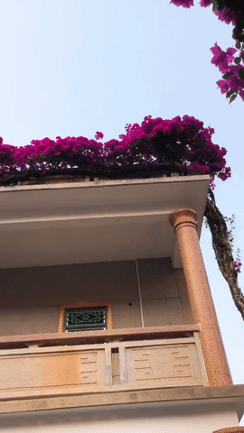 Choáng với cây bông giấy cực hiếm, trồng từ dưới đất bò hẳn lên quanh nóc nhà, hoa nở đặc kín tỏa nhánh uốn lượn-1