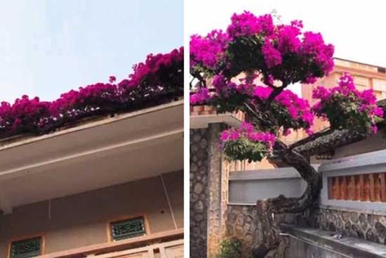 Choáng với cây bông giấy cực hiếm, trồng từ dưới đất bò hẳn lên quanh nóc nhà, hoa nở đặc kín tỏa nhánh uốn lượn