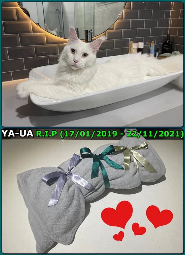 Trấn Thành đau đớn đến mất ngủ khi mèo cưng rơi từ tầng 32 xuống đất tử vong-1