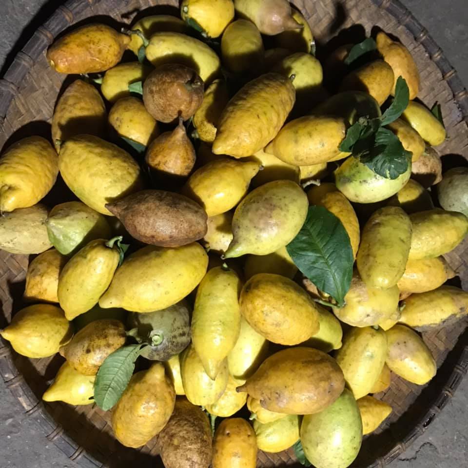 Chanh yên rừng hiếm gặp, chị em háo hức lùng mua bất chấp giá miễn có hàng-1