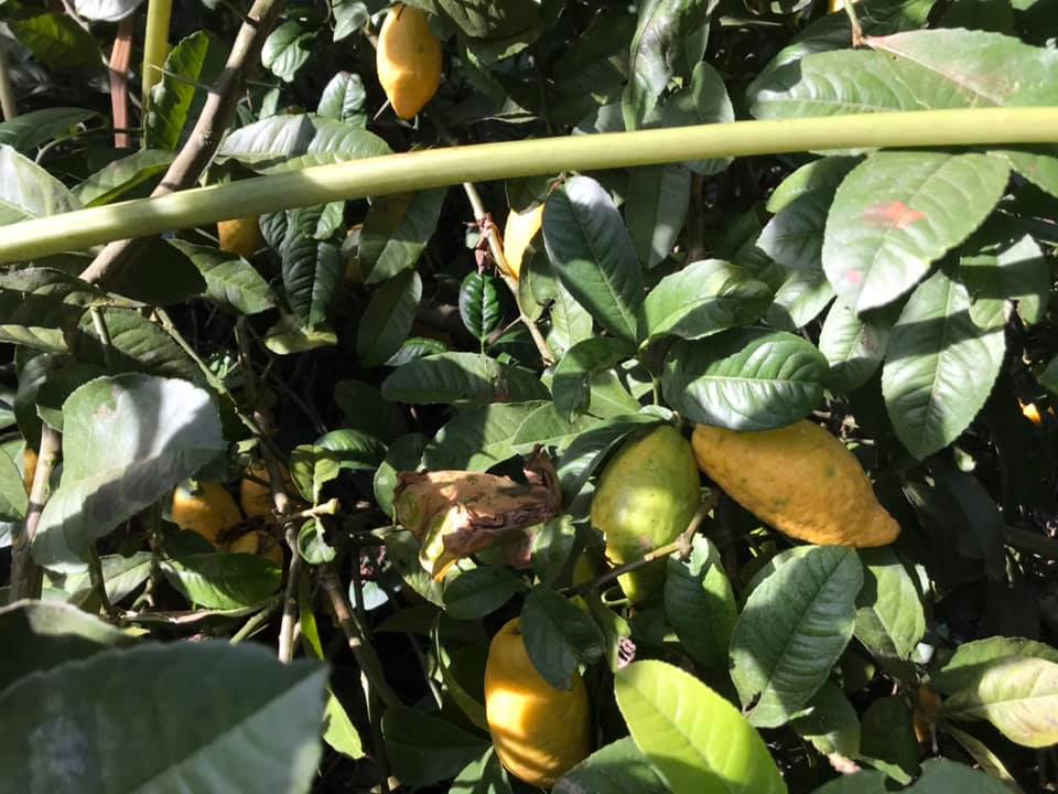 Chanh yên rừng hiếm gặp, chị em háo hức lùng mua bất chấp giá miễn có hàng-2