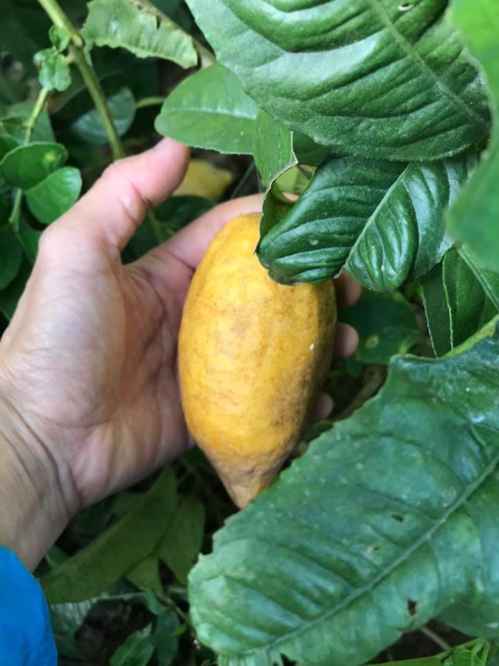 Chanh yên rừng hiếm gặp, chị em háo hức lùng mua bất chấp giá miễn có hàng-3