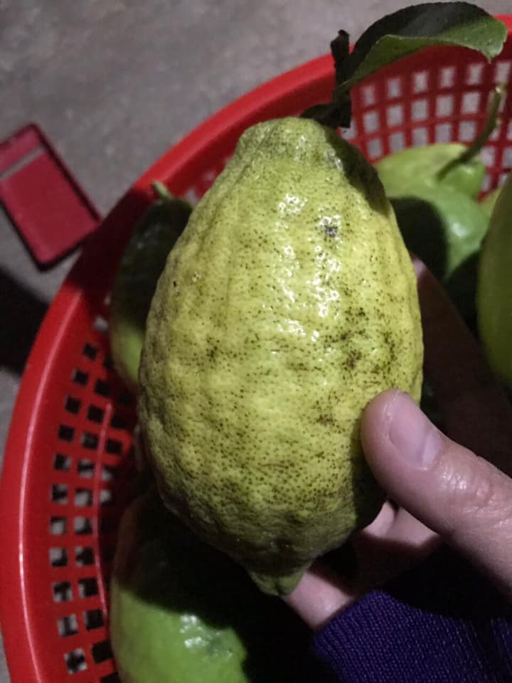 Chanh yên rừng hiếm gặp, chị em háo hức lùng mua bất chấp giá miễn có hàng-4