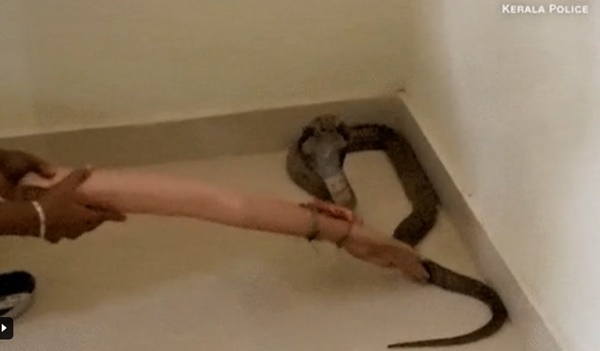 Người phụ nữ chết tức tưởi dưới răng rắn hổ, những chi tiết bất thường hé lộ âm mưu tàn độc từ cuộc hôn nhân đào mỏ-6