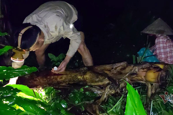 Loại nấm đặc sản mọc từ tổ mối có giá 1,5 triệu đồng/kg nhưng vẫn khó mua-8