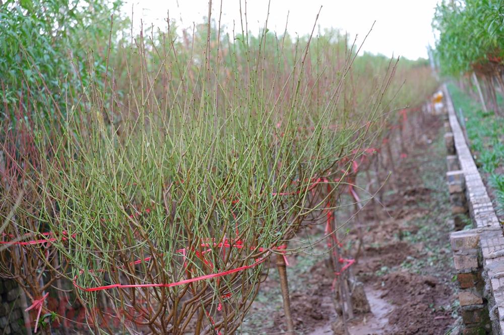 Chưa đến Tết, đào đã được bán trên phố-1