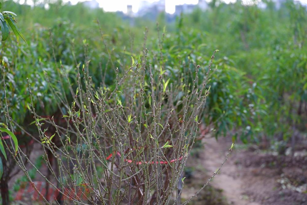 Chưa đến Tết, đào đã được bán trên phố-2