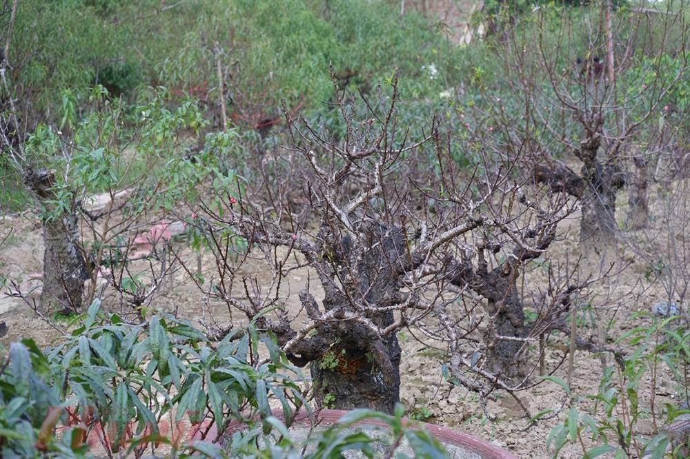 Chưa đến Tết, đào đã được bán trên phố-3