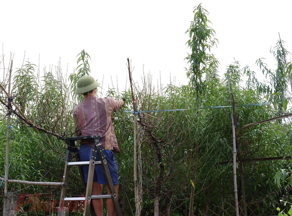 Chưa đến Tết, đào đã được bán trên phố-4