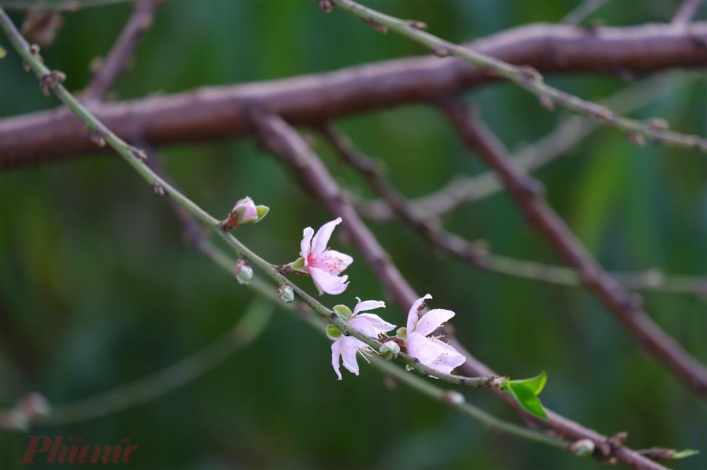 Chưa đến Tết, đào đã được bán trên phố-5