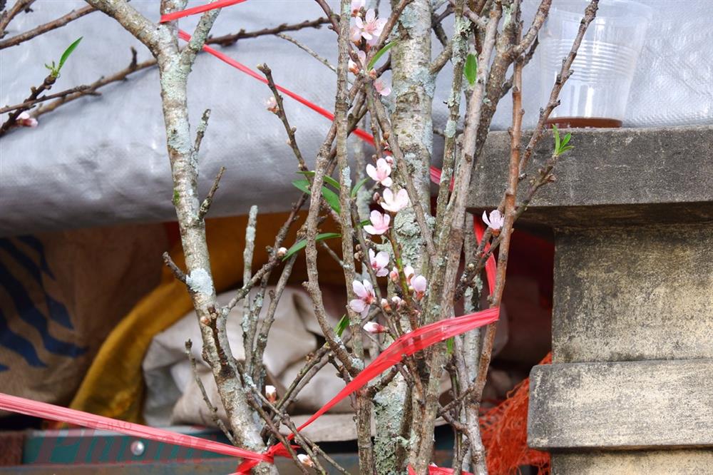 Chưa đến Tết, đào đã được bán trên phố-9