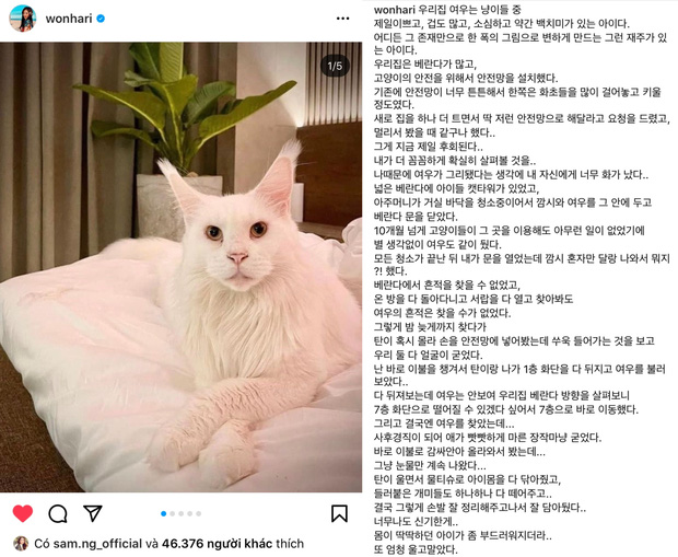 Hari Won gây lo lắng sau khi thú cưng chết, Trấn Thành chia sẻ đầy xúc động-2