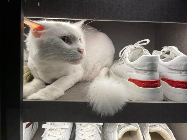 Hari Won gây lo lắng sau khi thú cưng chết, Trấn Thành chia sẻ đầy xúc động-3