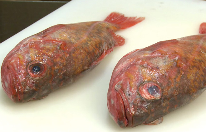 5 loại cá bẩn nhất chợ, chẳng những không ngon mà còn gây bệnh-3