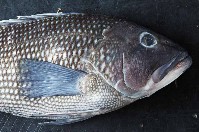 5 loại cá bẩn nhất chợ, chẳng những không ngon mà còn gây bệnh-4
