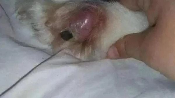 Chú chó nằm canh giường bệnh chủ nhân ung thư suốt 9 năm, cả hai lìa đời cách nhau 90 phút-2