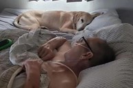 Chú chó nằm canh giường bệnh chủ nhân ung thư suốt 9 năm, cả hai lìa đời cách nhau 90 phút