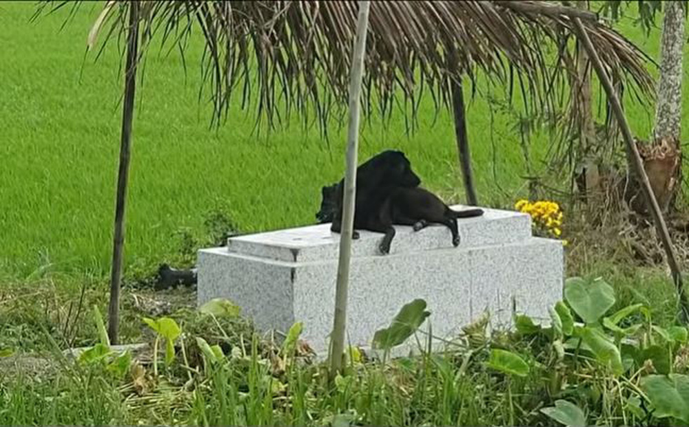 Cô chó tri kỷ 5 năm nằm canh mộ chủ, có người trả 300 triệu nhưng gia đình không bán-1