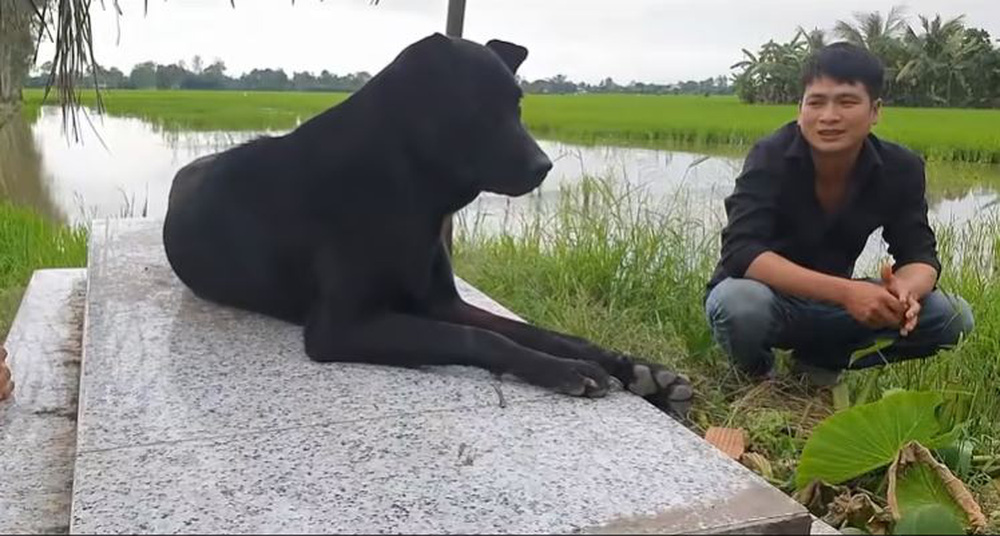 Cô chó tri kỷ 5 năm nằm canh mộ chủ, có người trả 300 triệu nhưng gia đình không bán-2