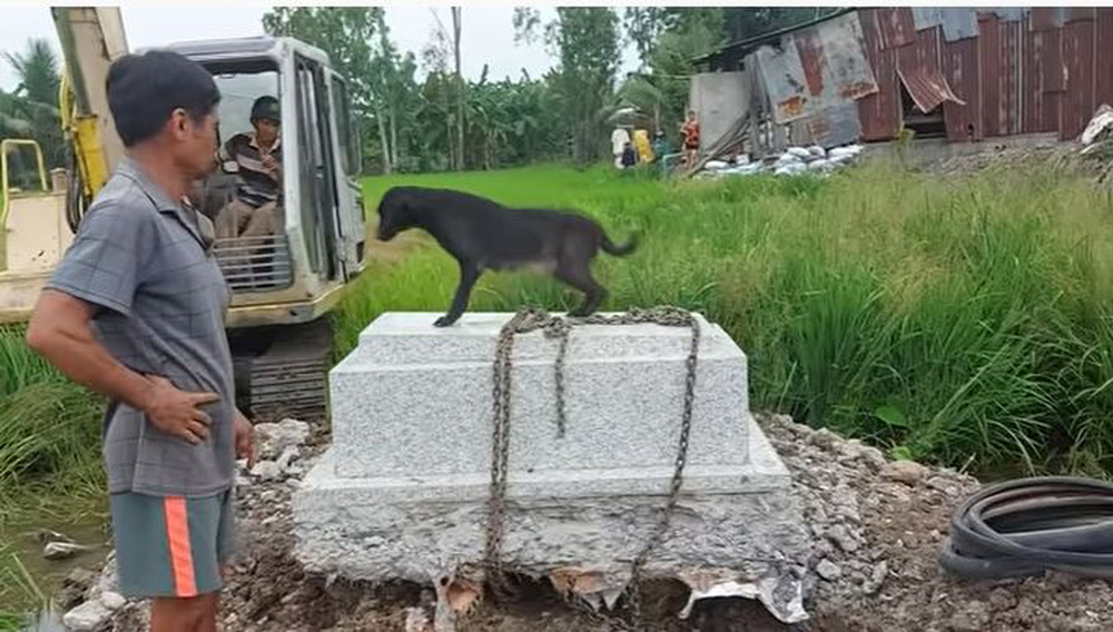 Cô chó tri kỷ 5 năm nằm canh mộ chủ, có người trả 300 triệu nhưng gia đình không bán-3