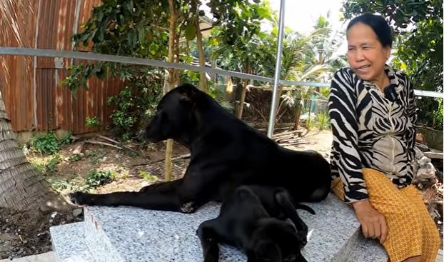 Cô chó tri kỷ 5 năm nằm canh mộ chủ, có người trả 300 triệu nhưng gia đình không bán-4