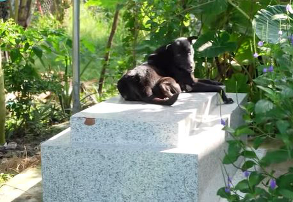 Cô chó tri kỷ 5 năm nằm canh mộ chủ, có người trả 300 triệu nhưng gia đình không bán-5