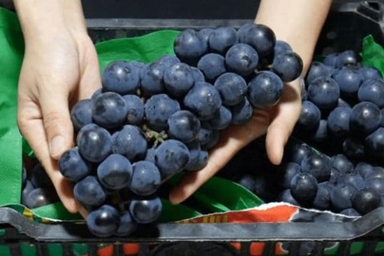 Chỉ dùng nước sạch để rửa nho, tương đương với việc ăn phải “trứng côn trùng”, mách bạn cách rửa sạch và đảm bảo vệ sinh trước khi ăn