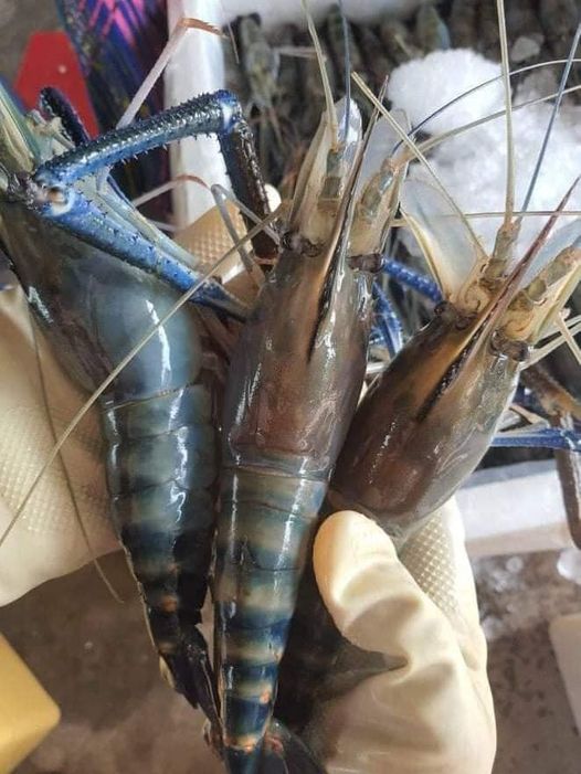Tôm càng xanh cỡ vip 7-8 con/kg giá siêu rẻ chỉ từ 189k khiến khách mua giật mình nhưng chất lượng còn bất ngờ hơn-3