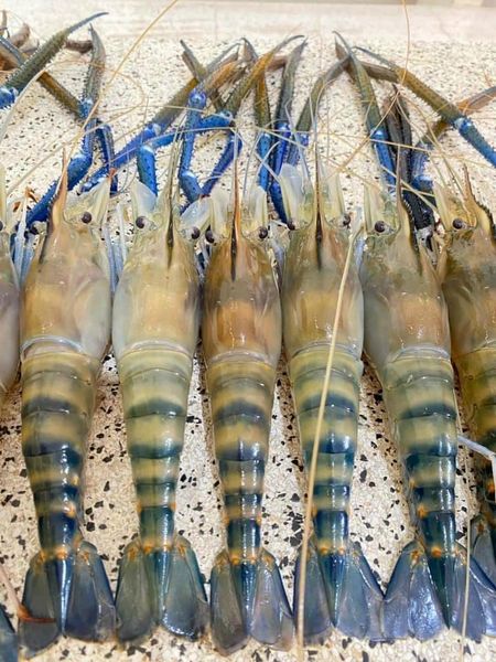 Tôm càng xanh cỡ vip 7-8 con/kg giá siêu rẻ chỉ từ 189k khiến khách mua giật mình nhưng chất lượng còn bất ngờ hơn-5