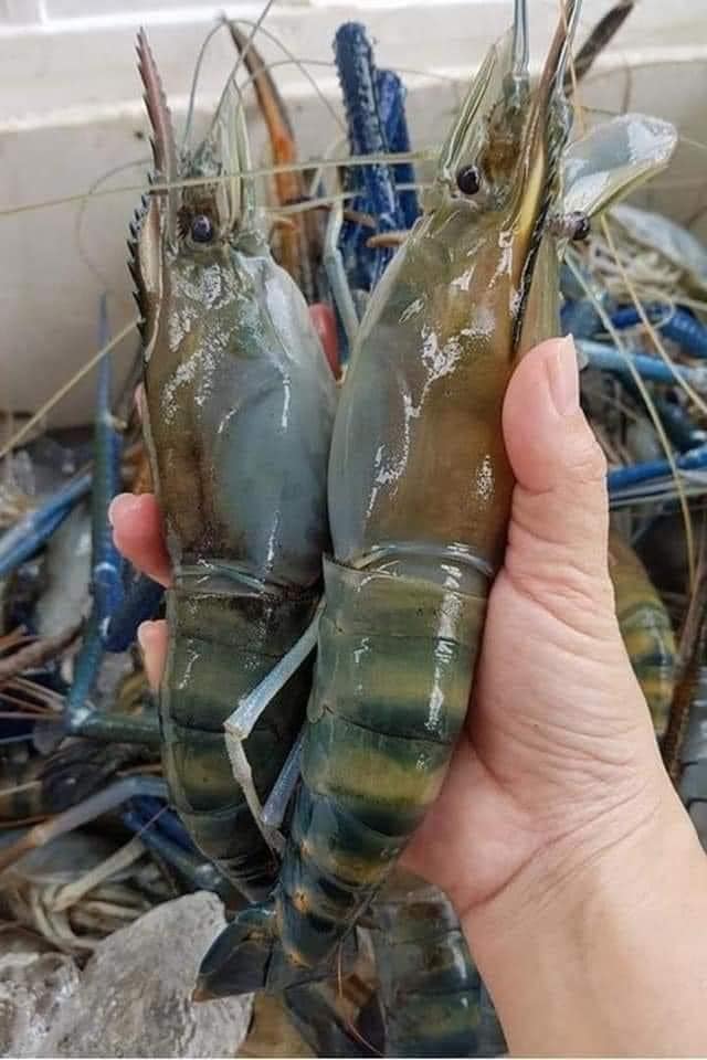 Tôm càng xanh cỡ vip 7-8 con/kg giá siêu rẻ chỉ từ 189k khiến khách mua giật mình nhưng chất lượng còn bất ngờ hơn-6