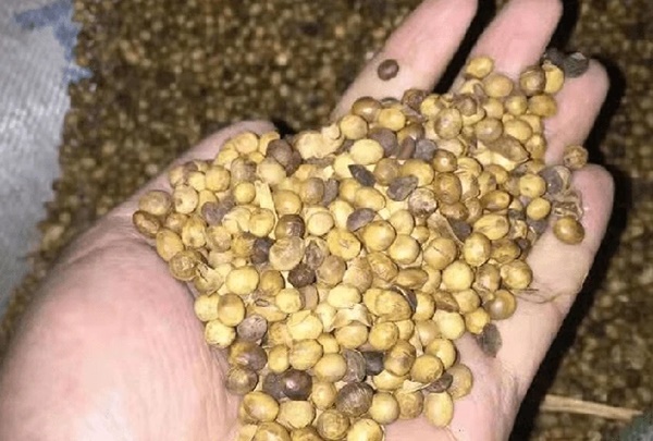 Cô giáo 29 tuổi bị ung thư gan do thường xuyên ăn loại cháo có nguyên liệu được WHO cảnh báo nên vứt bỏ ngay-3