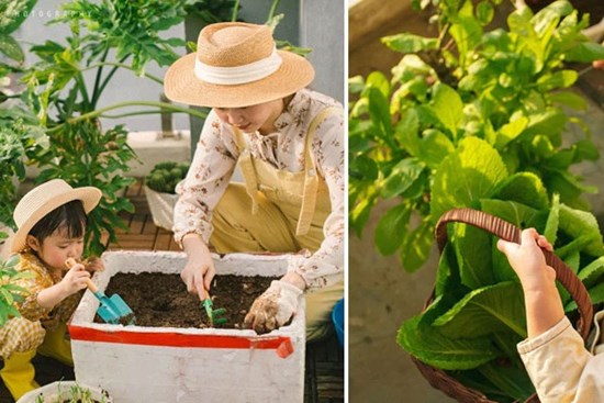 Ước mơ một khu vườn xanh tốt, bà mẹ trẻ sốc nặng vì “trồng rau khó như làm thơ”, cuối cùng thì cũng thu được trái ngọt sau bao “đau thương”