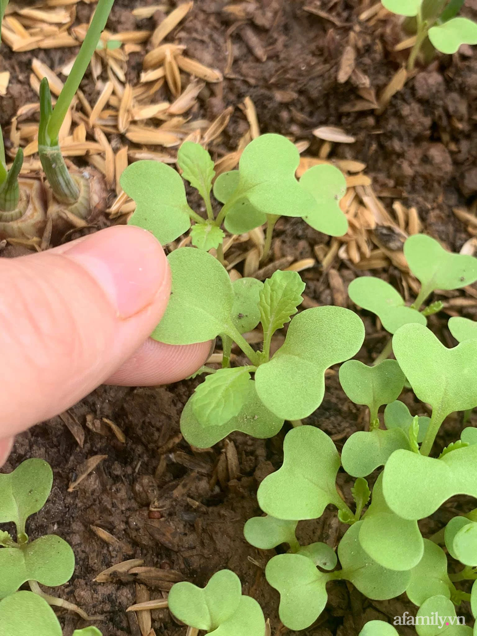 Ước mơ một khu vườn xanh tốt, bà mẹ trẻ sốc nặng vì trồng rau khó như làm thơ”, cuối cùng thì cũng thu được trái ngọt sau bao đau thương”-5