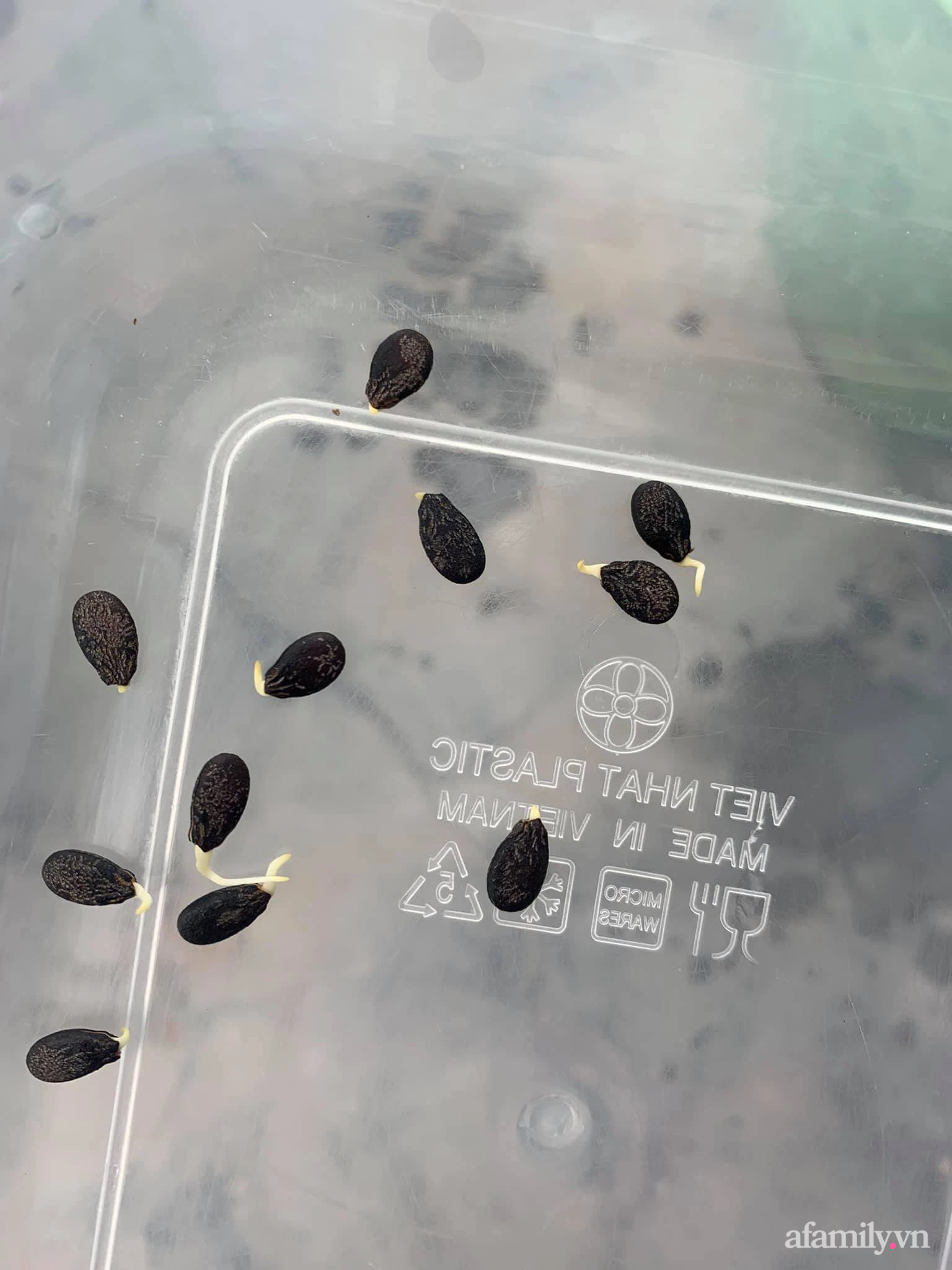 Ước mơ một khu vườn xanh tốt, bà mẹ trẻ sốc nặng vì trồng rau khó như làm thơ”, cuối cùng thì cũng thu được trái ngọt sau bao đau thương”-6