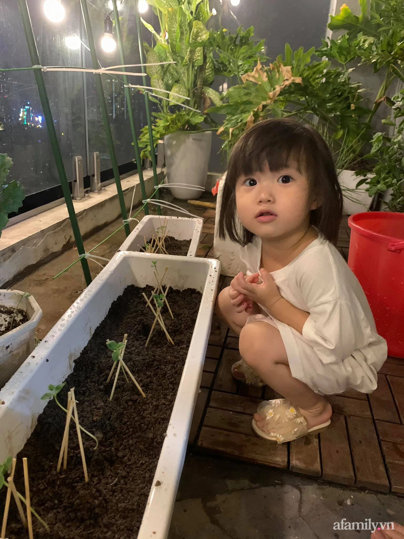 Ước mơ một khu vườn xanh tốt, bà mẹ trẻ sốc nặng vì trồng rau khó như làm thơ”, cuối cùng thì cũng thu được trái ngọt sau bao đau thương”-9