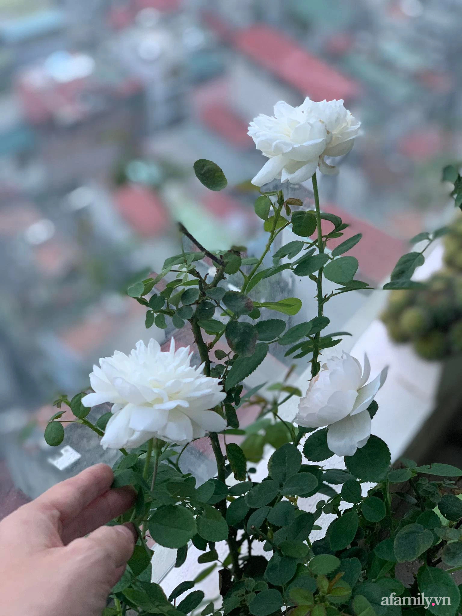 Ước mơ một khu vườn xanh tốt, bà mẹ trẻ sốc nặng vì trồng rau khó như làm thơ”, cuối cùng thì cũng thu được trái ngọt sau bao đau thương”-18
