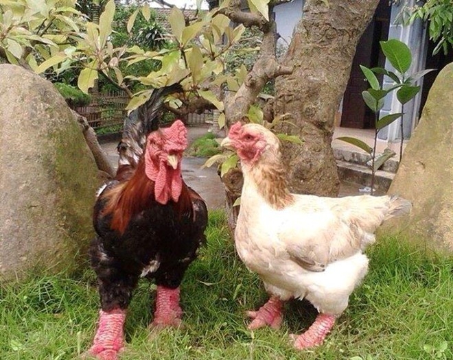 Bốn giống gà đắt cắt cổ vẫn được ưa chuộng tại Việt Nam-2