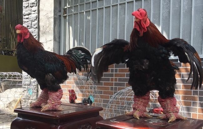 Bốn giống gà đắt cắt cổ vẫn được ưa chuộng tại Việt Nam-3