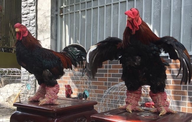 Bốn giống gà đắt cắt cổ vẫn được ưa chuộng tại Việt Nam-3