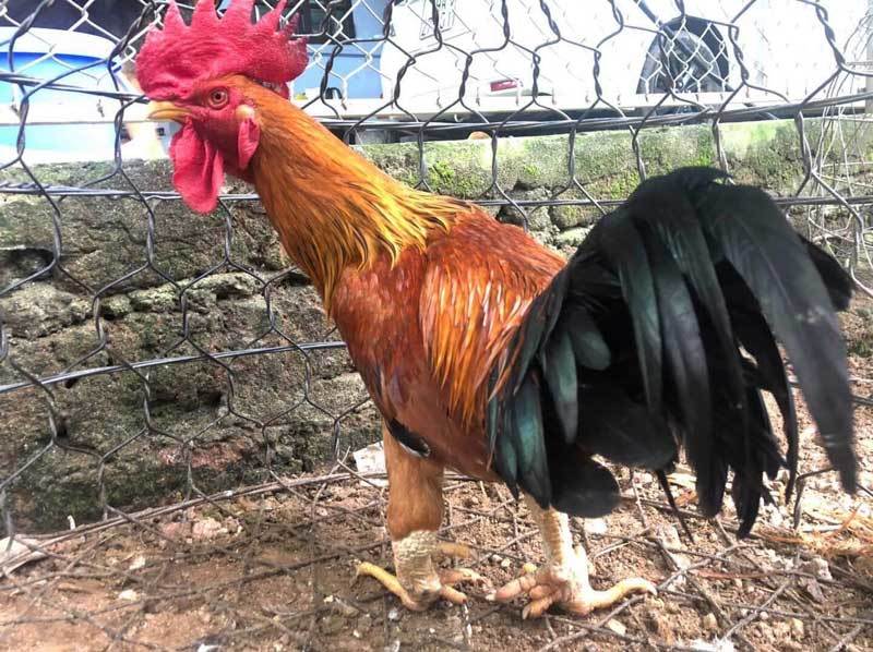 Bốn giống gà đắt cắt cổ vẫn được ưa chuộng tại Việt Nam-6