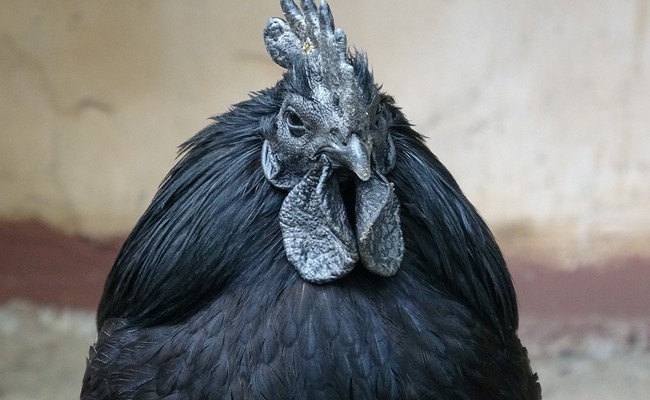 Bốn giống gà đắt cắt cổ vẫn được ưa chuộng tại Việt Nam-8