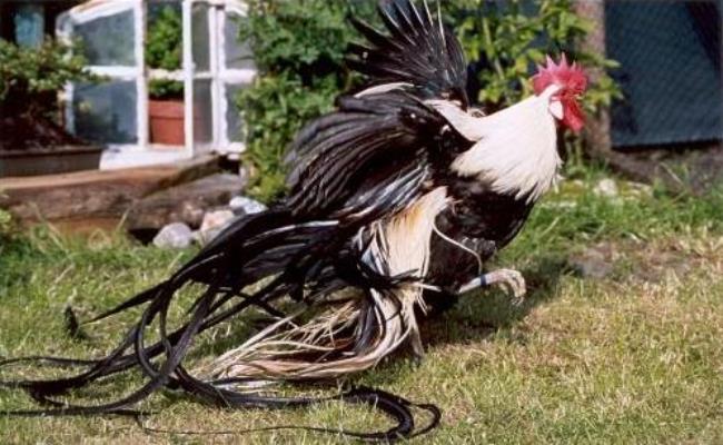 Bốn giống gà đắt cắt cổ vẫn được ưa chuộng tại Việt Nam-11