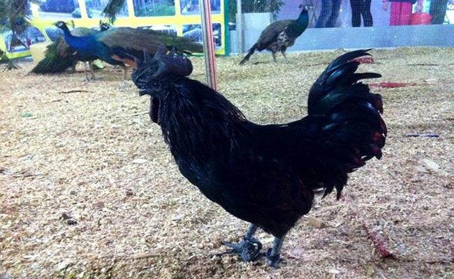 Bốn giống gà đắt cắt cổ vẫn được ưa chuộng tại Việt Nam-9