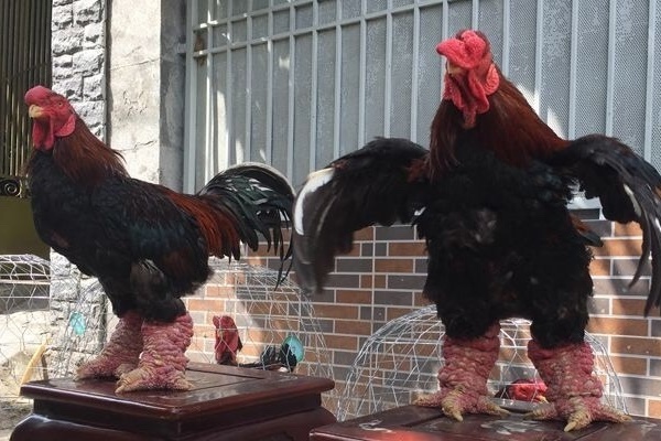 Kì lạ con gà trần trụi, thích ăn sầu riêng, khách trả 50 triệu mà chủ không chịu bán-5