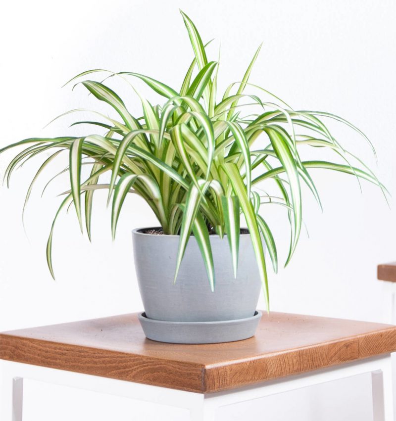 8 loại cây cảnh hút khí độc thường được chọn để trồng trong nhà, giúp nhà bạn có chất lượng không khí tốt hơn-5