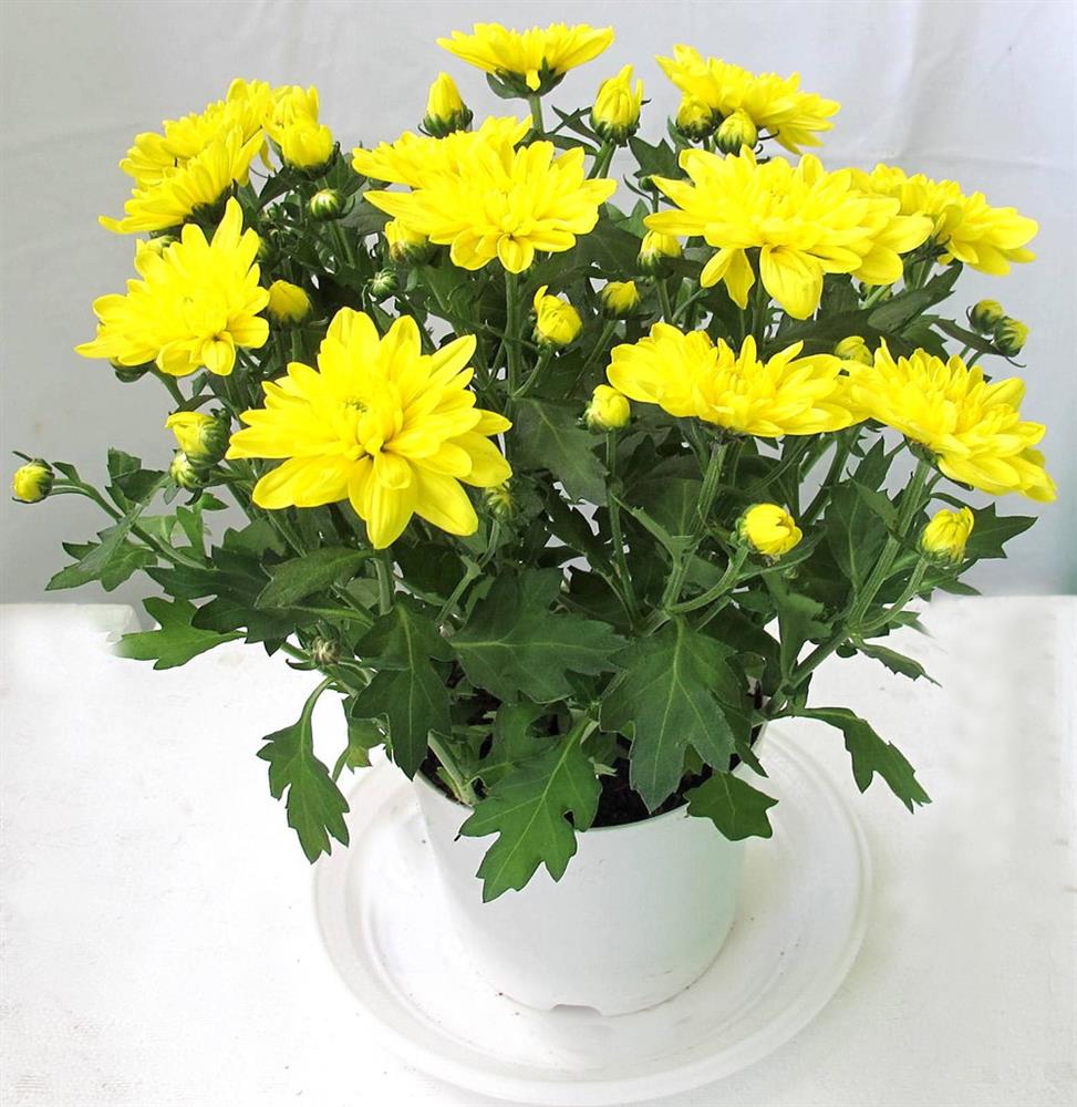 8 loại cây cảnh hút khí độc thường được chọn để trồng trong nhà, giúp nhà bạn có chất lượng không khí tốt hơn-6